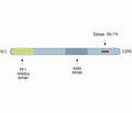 DARPP32 Blocking Peptide