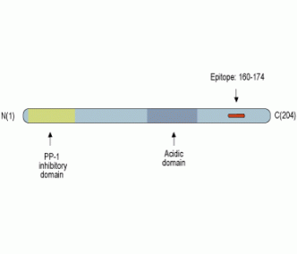 DARPP32 Blocking Peptide