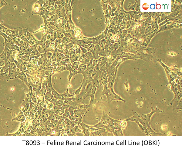 Feline Renal Carcinoma Cell Line (OBKI) | Applied Biological Materials (abm)