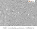 Immortalized Mouse Astrocytes - SV40T (IMA2.1) | Applied Biological Materials (abm)