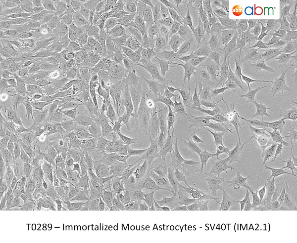 Immortalized Mouse Astrocytes - SV40T (IMA2.1) | Applied Biological Materials (abm)