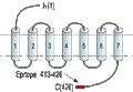 Anti-Endothelin Receptor A Antibody
