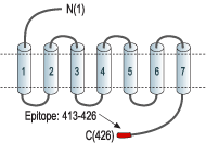 Anti-Endothelin Receptor A Antibody