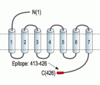 Endothelin Receptor A Blocking Peptide