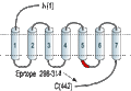 Guinea pig Anti-Endothelin Receptor B Antibody