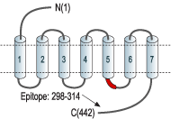 Guinea pig Anti-Endothelin Receptor B Antibody