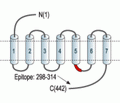 Endothelin Receptor B Blocking Peptide