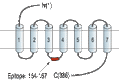 Anti-Urotensin II Receptor Antibody