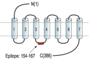 Anti-Urotensin II Receptor Antibody
