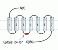 Urotensin II Receptor Blocking Peptide