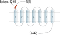 Anti-Endothelin Receptor B (extracellular) Antibody