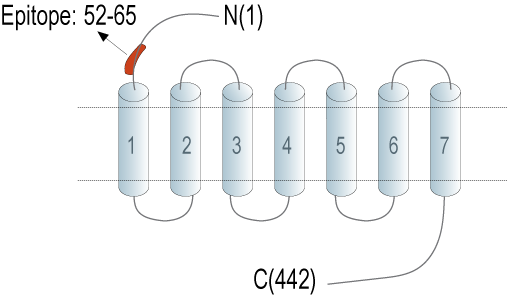 Anti-Endothelin Receptor B (extracellular) Antibody