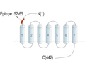 Endothelin Receptor B (extracellular) Blocking Peptide