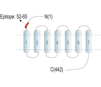 Endothelin Receptor B (extracellular) Blocking Peptide