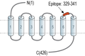 Anti-Endothelin Receptor A (extracellular) Antibody