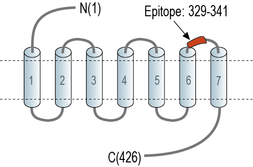 Anti-Endothelin Receptor A (extracellular) Antibody