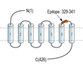 Endothelin Receptor A (extracellular) Blocking Peptide