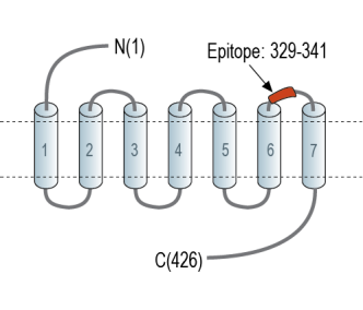 Endothelin Receptor A (extracellular) Blocking Peptide
