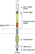 Anti-EphA1 (extracellular) Antibody