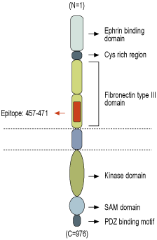 Anti-EphA1 (extracellular) Antibody