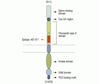 EphA1 (extracellular) Blocking Peptide