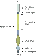 Anti-EphA3 (extracellular) Antibody