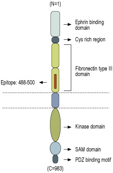 Anti-EphA3 (extracellular) Antibody