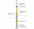 EphA3 (extracellular) Blocking Peptide