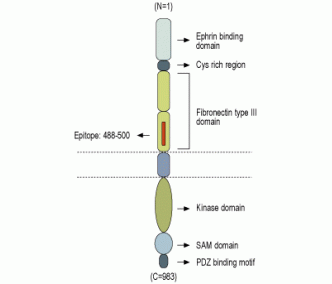 EphA3 (extracellular) Blocking Peptide