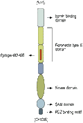 Anti-EphA6 (extracellular) Antibody