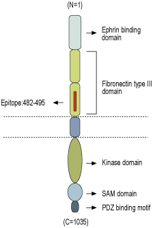 Anti-EphA6 (extracellular) Antibody