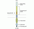 EphA6 (extracellular) Blocking Peptide