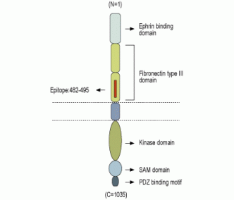 EphA6 (extracellular) Blocking Peptide