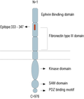 Anti-EphA2 (extracellular) Antibody