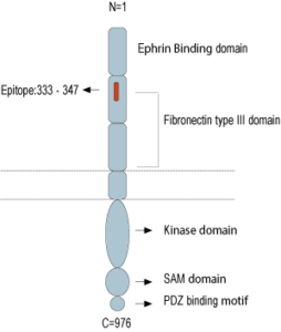 Anti-EphA2 (extracellular) Antibody