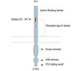 EphA2 (extracellular) Blocking Peptide