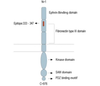 EphA2 (extracellular) Blocking Peptide