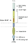 Anti-EphB1 (extracellular) Antibody