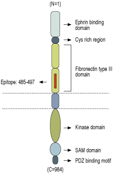 Anti-EphB1 (extracellular) Antibody