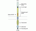 EphB1 (extracellular) Blocking Peptide