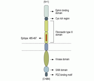 EphB1 (extracellular) Blocking Peptide