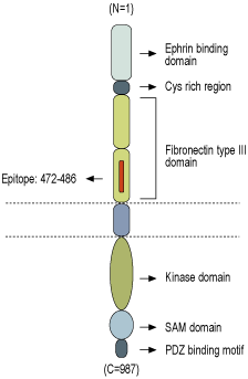 Anti-EphB4 (extracellular) Antibody