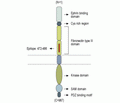 EphB4 (extracellular) Blocking Peptide