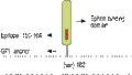 Anti-Ephrin-A1 (extracellular) Antibody