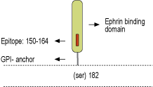 Anti-Ephrin-A1 (extracellular) Antibody