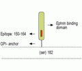 Ephrin-A1 (extracellular) Blocking Peptide