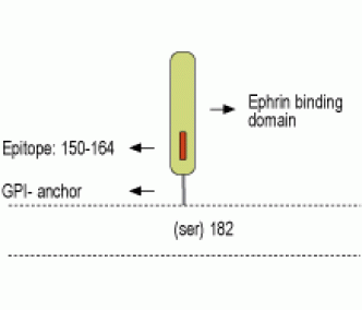 Ephrin-A1 (extracellular) Blocking Peptide