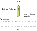 Anti-Ephrin-A2 (extracellular) Antibody