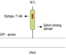 Anti-Ephrin-A2 (extracellular) Antibody