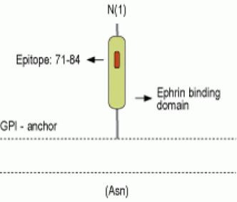 Ephrin-A2 (extracellular) Blocking Peptide